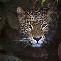 slides/_MG_4411.jpg wildlife, feline, big cat, cat, predator, fur, spot, persian, leopard, eye WBCS8 - Persian Leopard